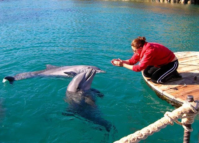 девушка и дельфины.webp