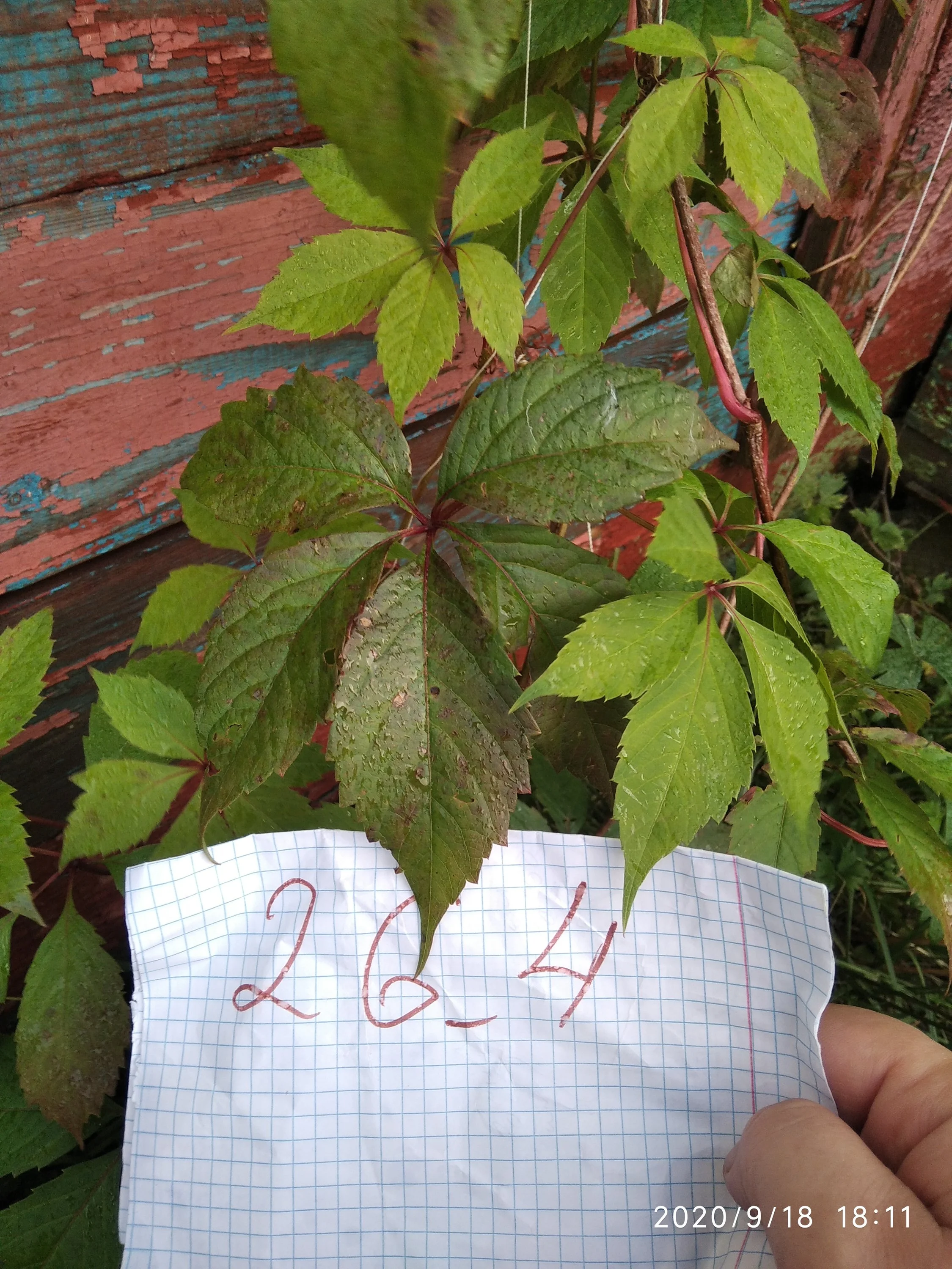 дикий виноград.webp