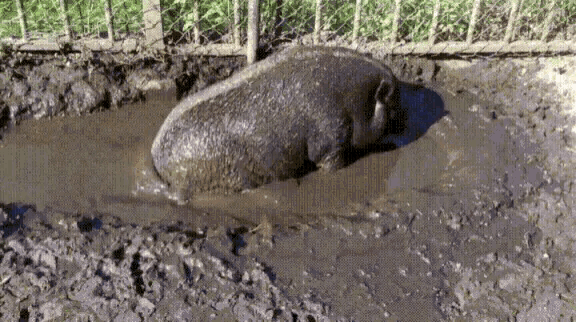 dirt-pig.gif