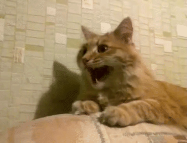 DiscreteAdmiredJaguarundi-size_restricted.gif