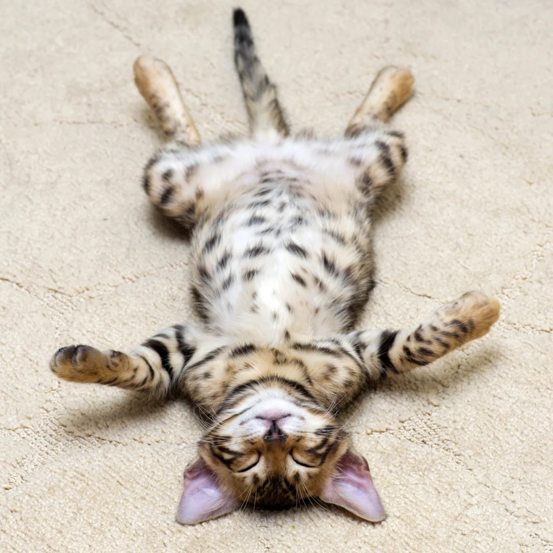 Дизайн без названия (44).webp