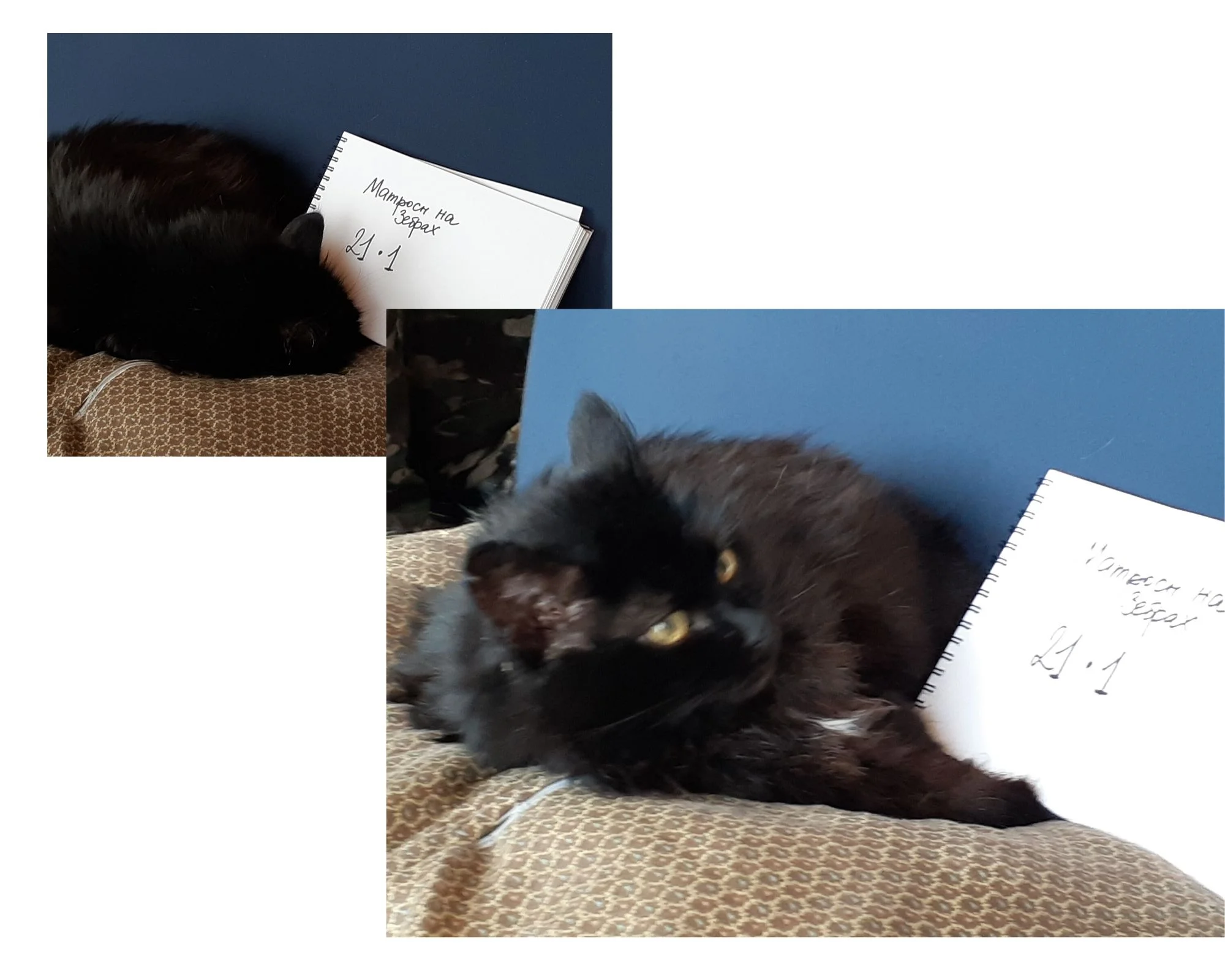 Дизайн без названия (5).webp