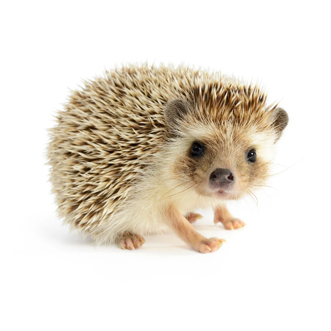 Дизайн без названия (82).webp