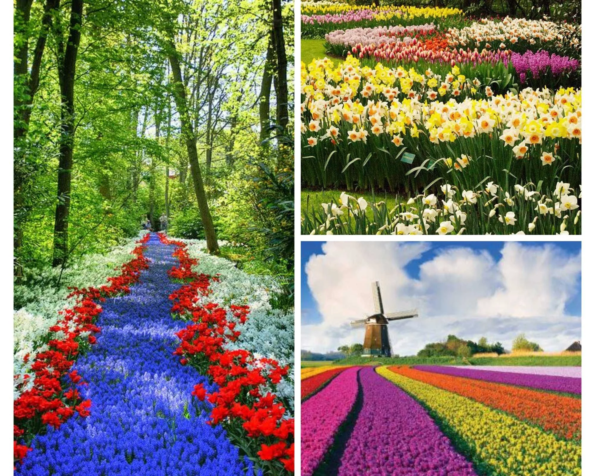 Дизайн без названия.webp