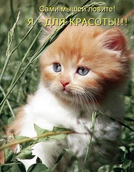 для красоты.webp