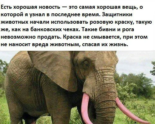 для слоника.webp