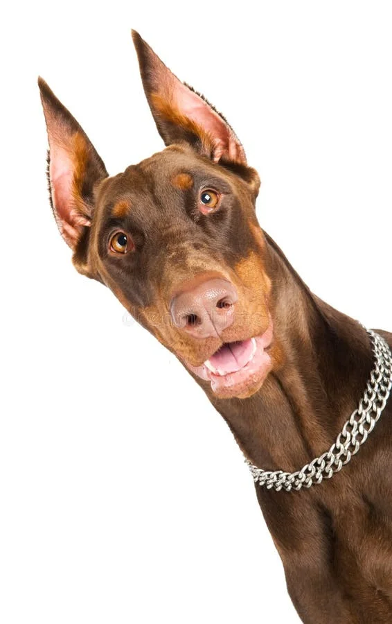 doberman-isolated-over-white-16886971.webp