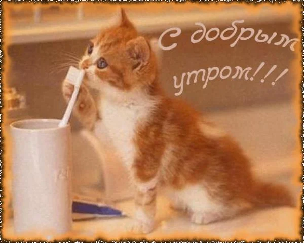 добр утр.webp