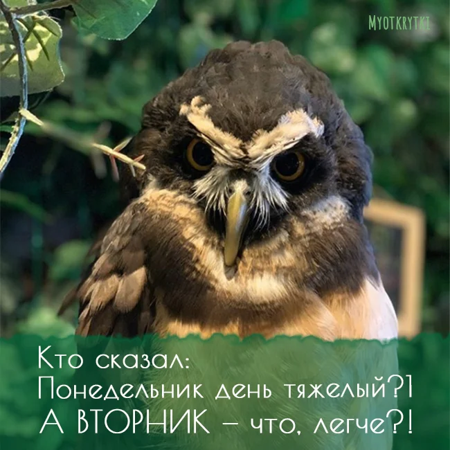 dobrim-utrom-vtornika-586F5 (1).webp