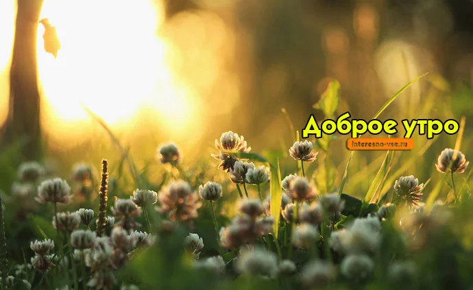 dobro_utro-555 (1).webp