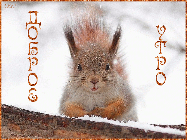 доброе утро 03.05.gif