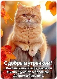 dobroe-utro (1).webp