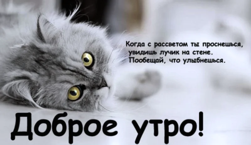 доброе+утро+картинки-51.webp
