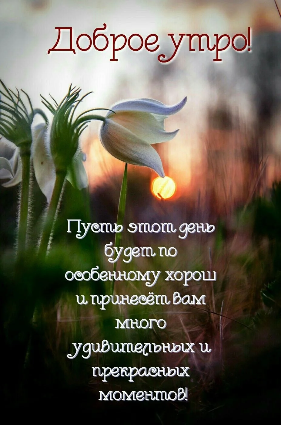 Доброе-утро-картинки-красивые-для-девушек-с-цветами-13.webp