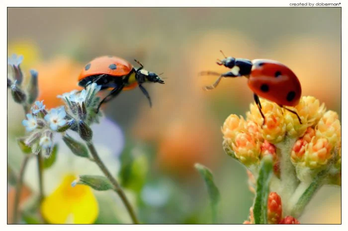 доброе утро коровки.webp