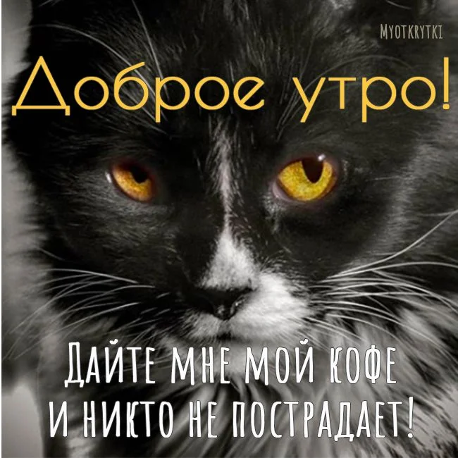 Доброе утро понедельника картинки прикольные и смешные с надписью.webp