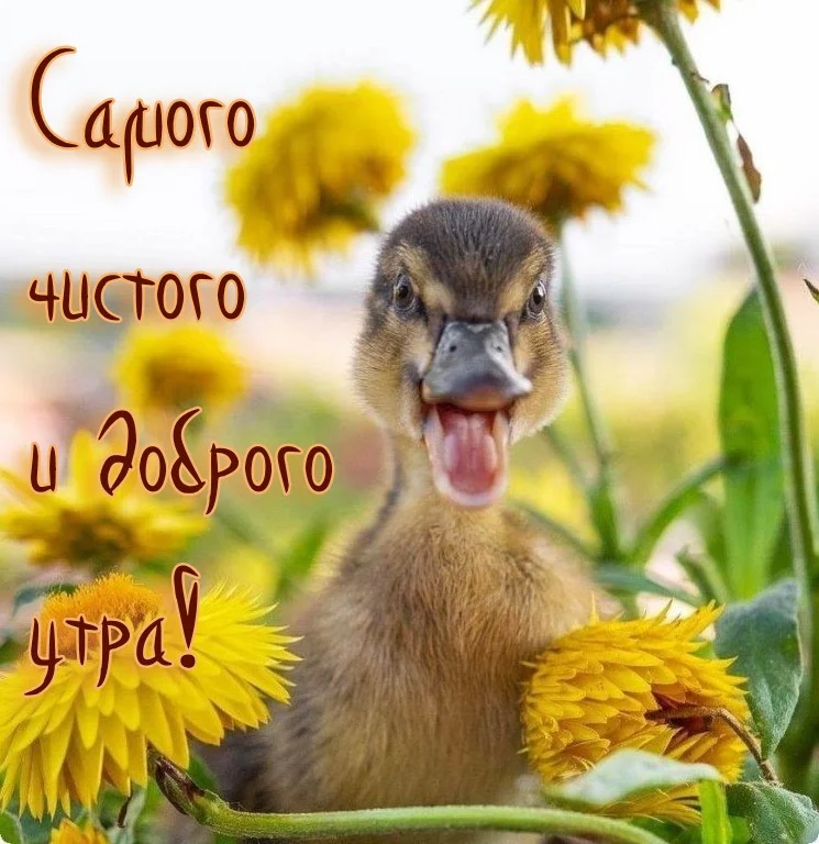 dobroe-utro-prikolnye-27.webp