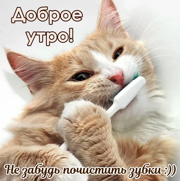 dobroe-utro-prikolnye-kartinki.webp