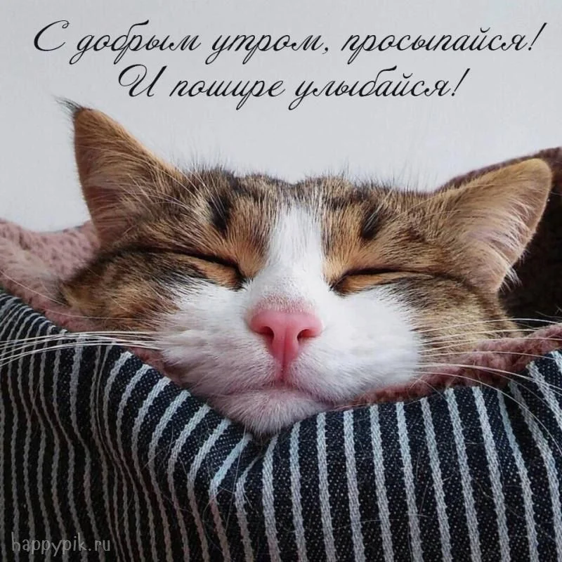 Доброе-утро-с-котиком-картинки008 (1).webp