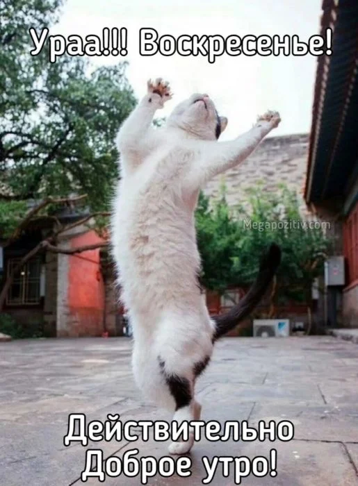 dobroe-utro-voskresene-kartinki-23.webp