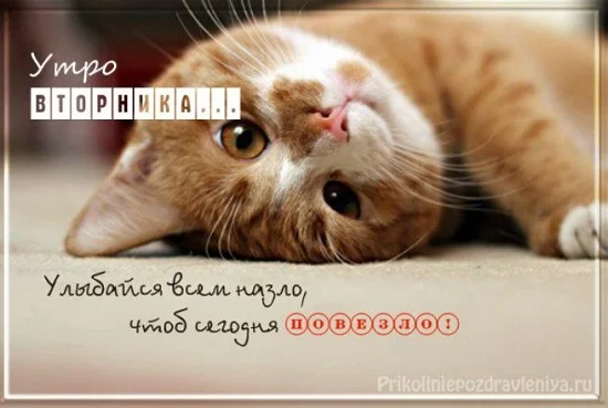 dobroe-utro-vtornika-kartinki-krasivye-4.webp