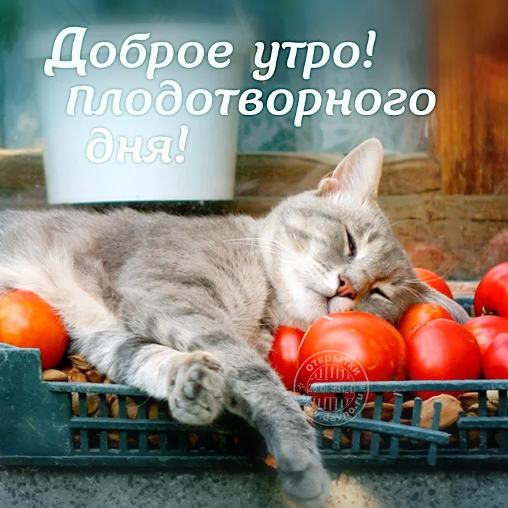 Доброе утро..webp