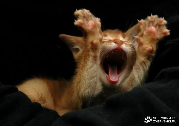 доброе утро.webp