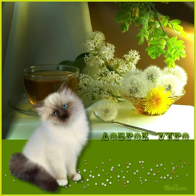 dobroe_utro_kot_004.webp