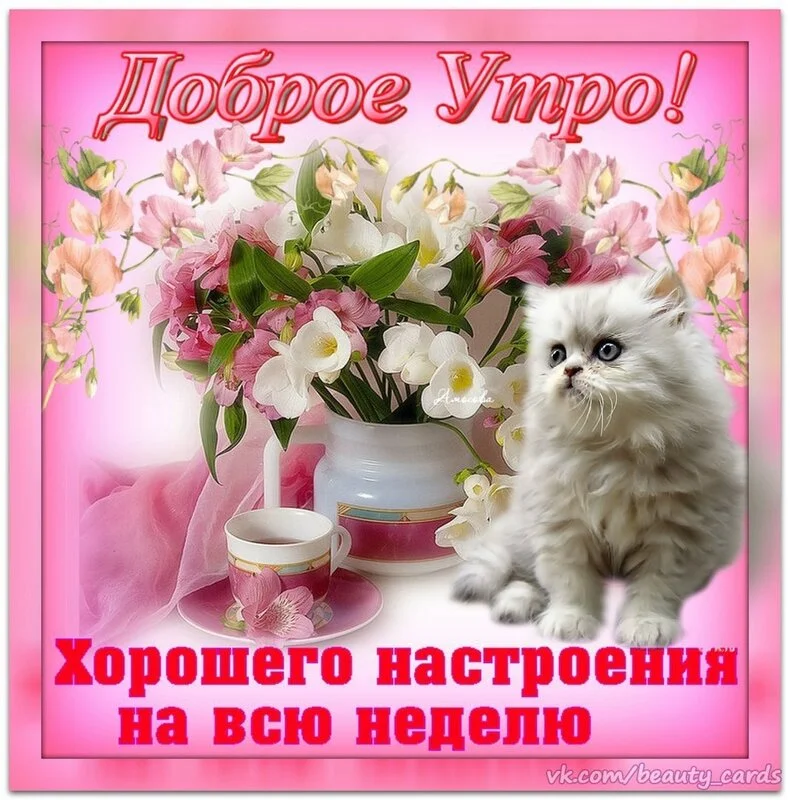 dobroe_utro_kot_076.webp