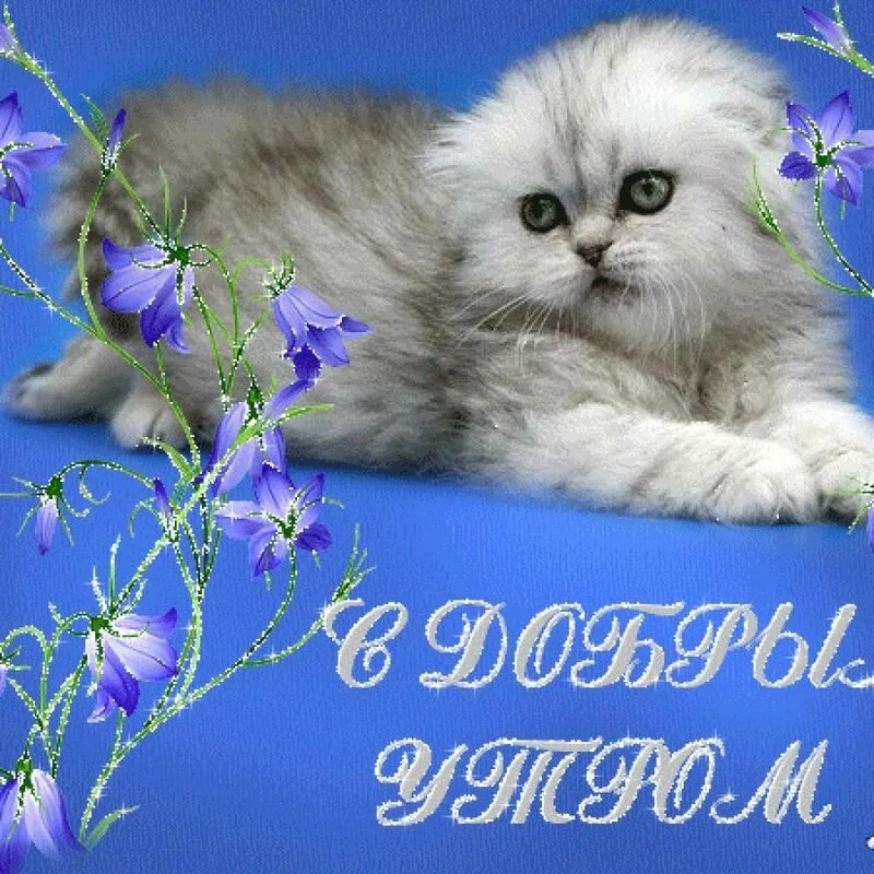 dobroe_utro_kot_157.webp