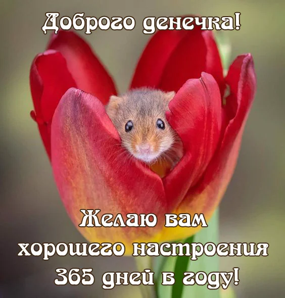 dobrogo-dnya-vesny-i-horoshego-nastroeniya.webp