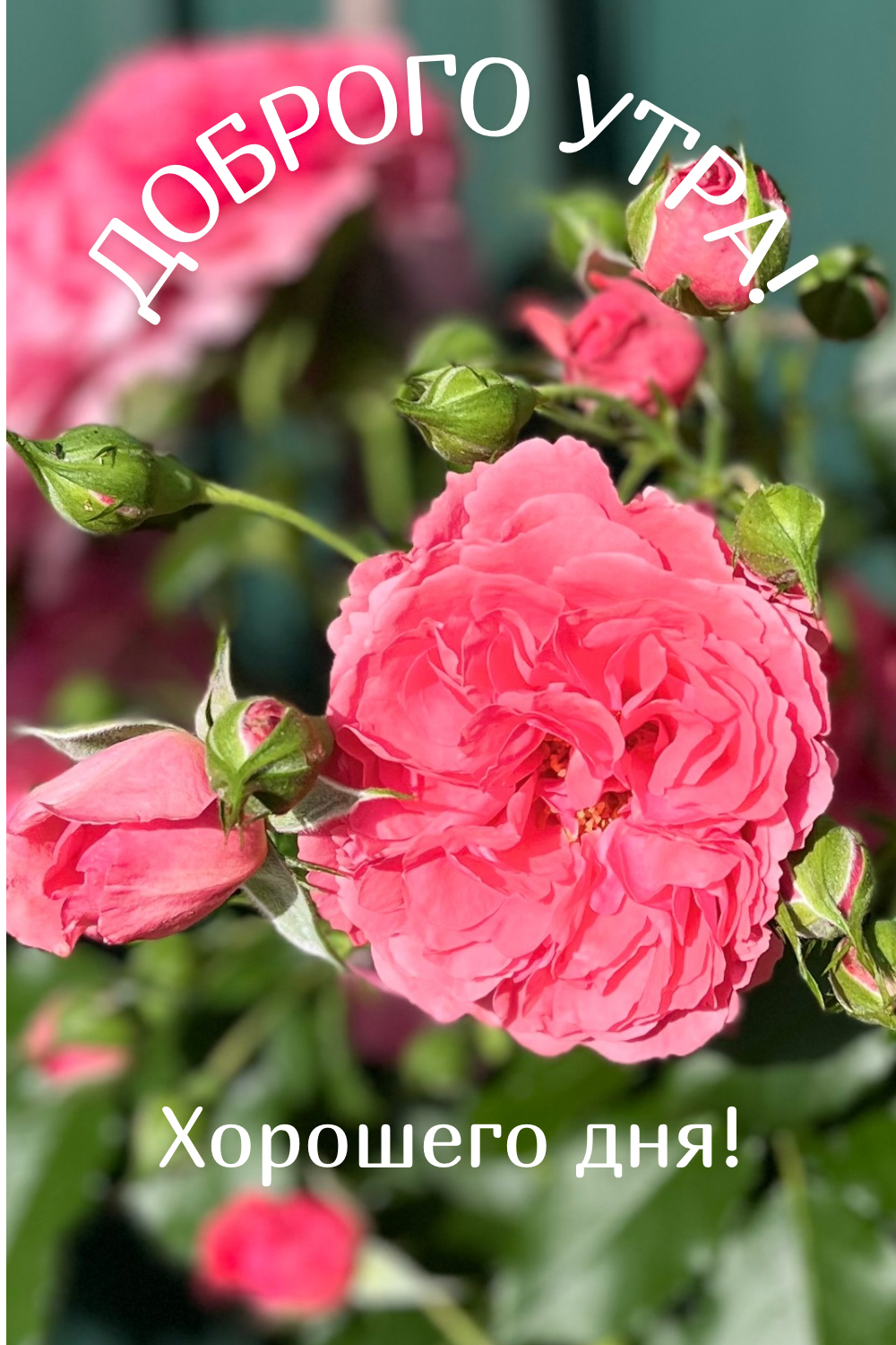 Доброго утречка!.png