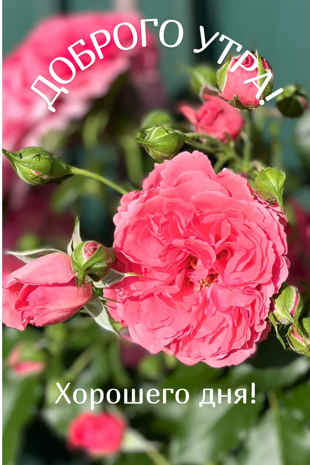 Доброго утречка!.webp