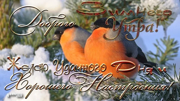 dobrogo-zimnego-utra-zhelayu-udachnogo-dnya-i-xoroshego-nastroeniya.webp