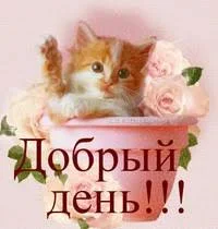 добрый день.webp