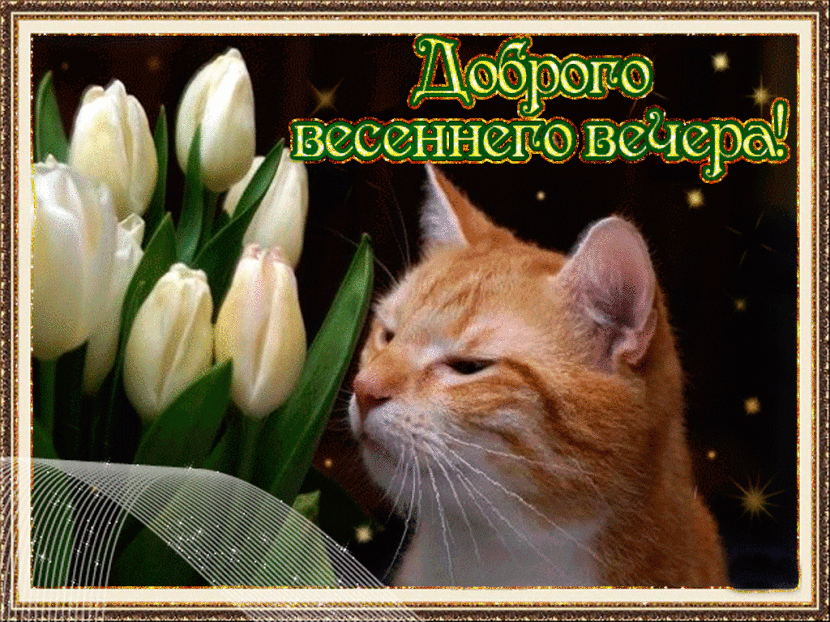 добрый вечер.gif