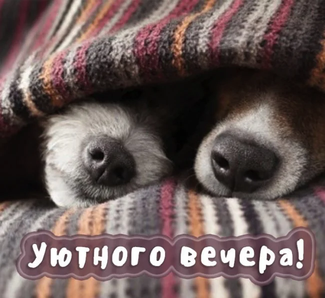 dobryy_vecher_prikolnye_kartinki_1_25181615-e1519582668884.webp