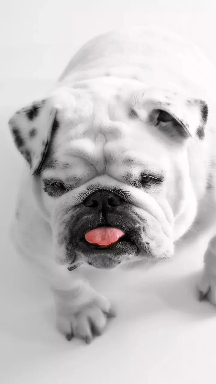 Dog (7)_&_d4b12360-d9ca-464f-a4be-d533da357834.webp