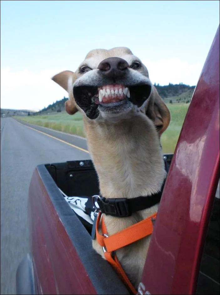 dog-car-ride-003.webp