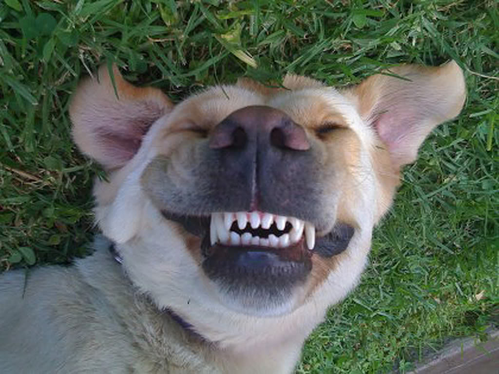 DOG-UPSIDE_DOWN.jpg