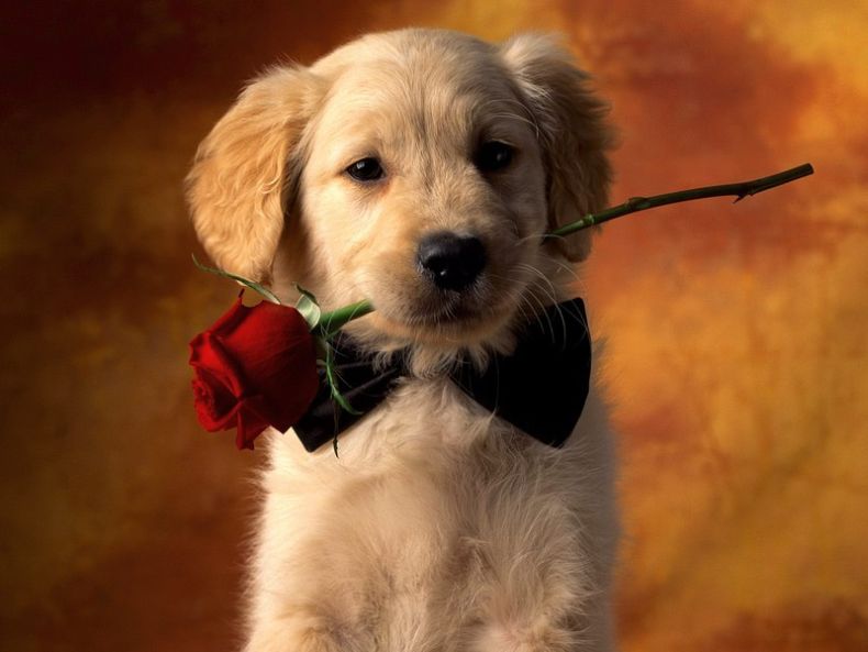 dog-with-rose.jpg