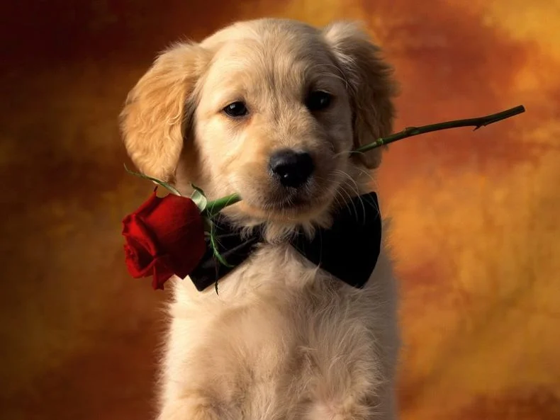 dog-with-rose.webp