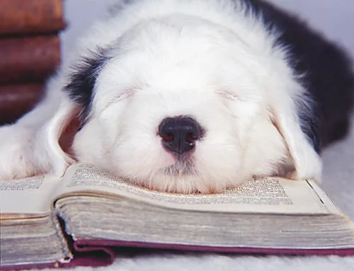 dog2.webp