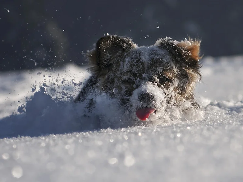 dog_in_snow_Wallpaper_800x600_www.wall321.com (1).webp