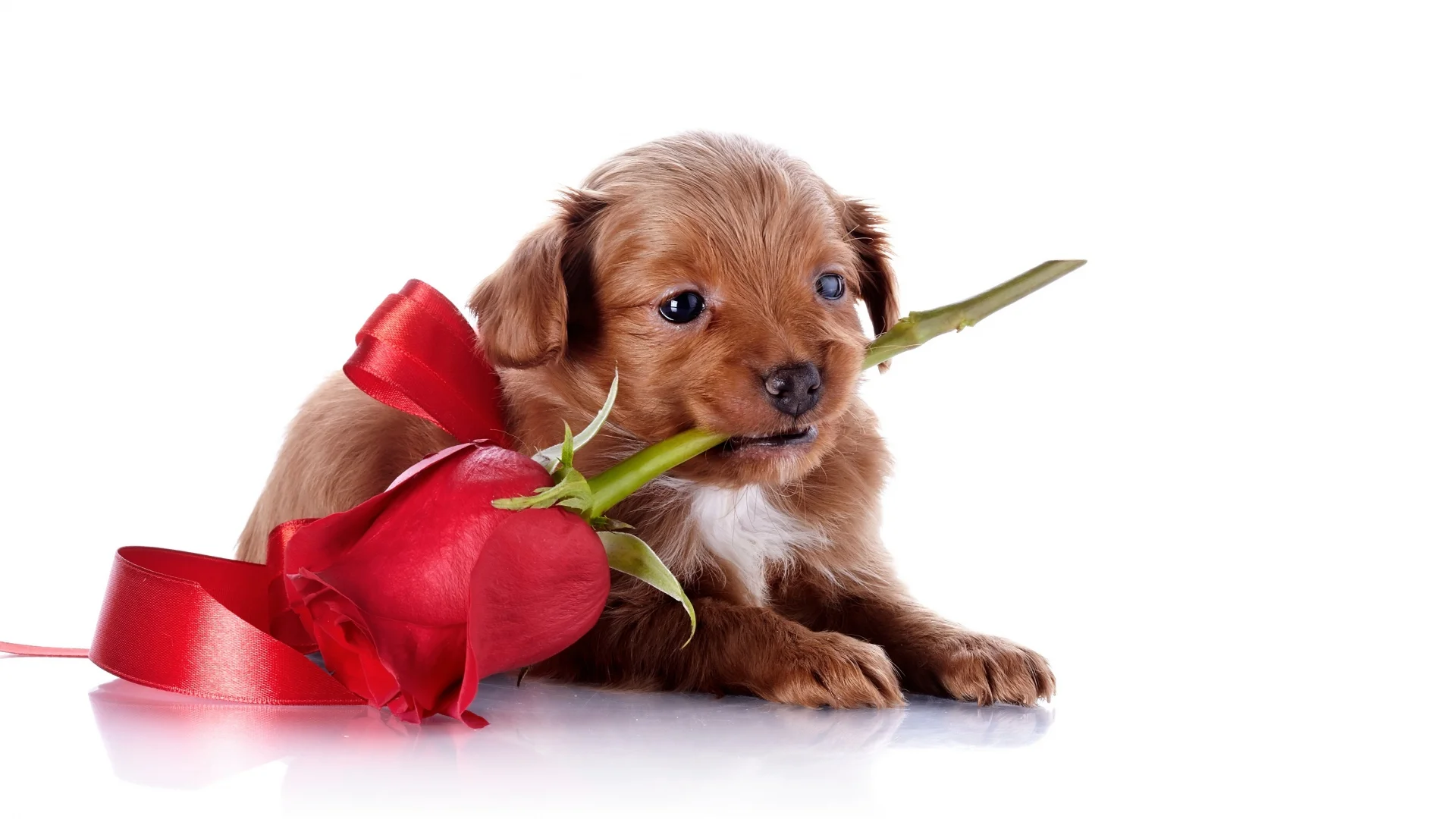 dog_puppy_snout_rose_93140_1920x1080.webp