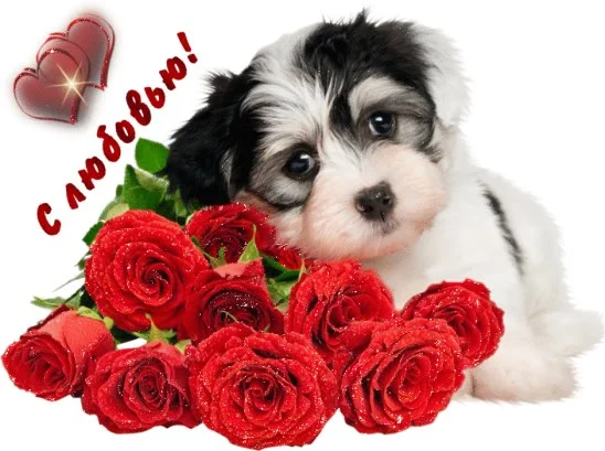 dogi.webp