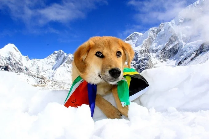 dogmounteverest2.webp