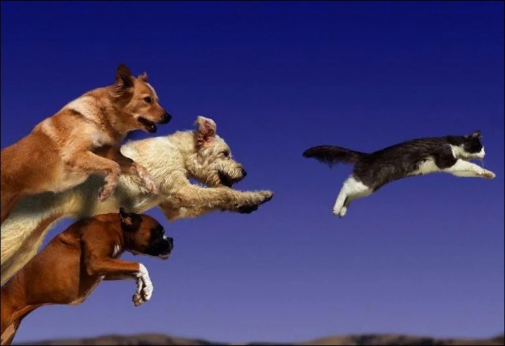 dogs-chase-cat.webp