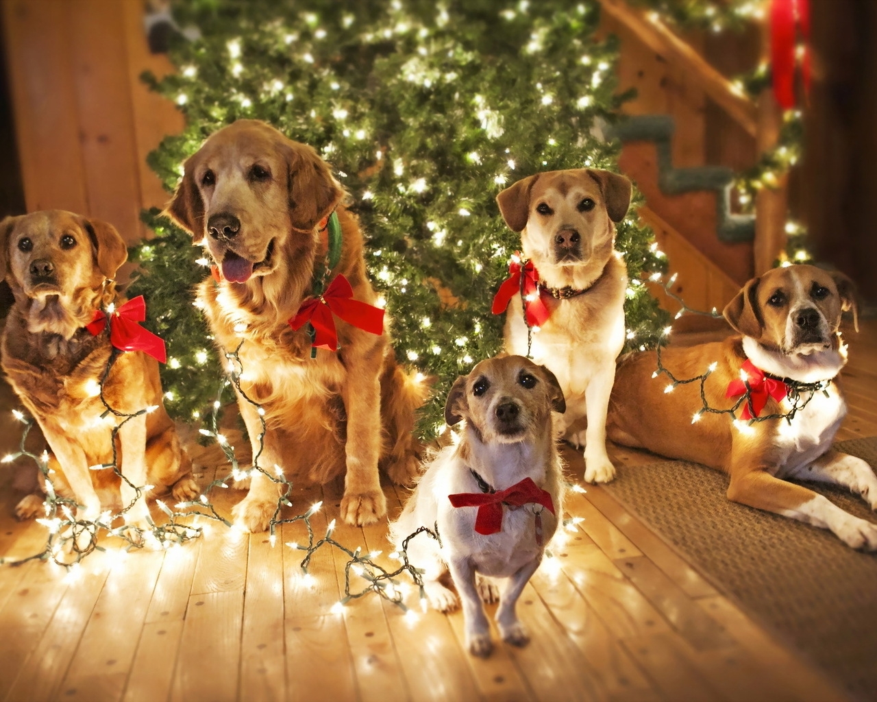 dogs-santa-dogs-xmas-tree-lights-gallery.jpg