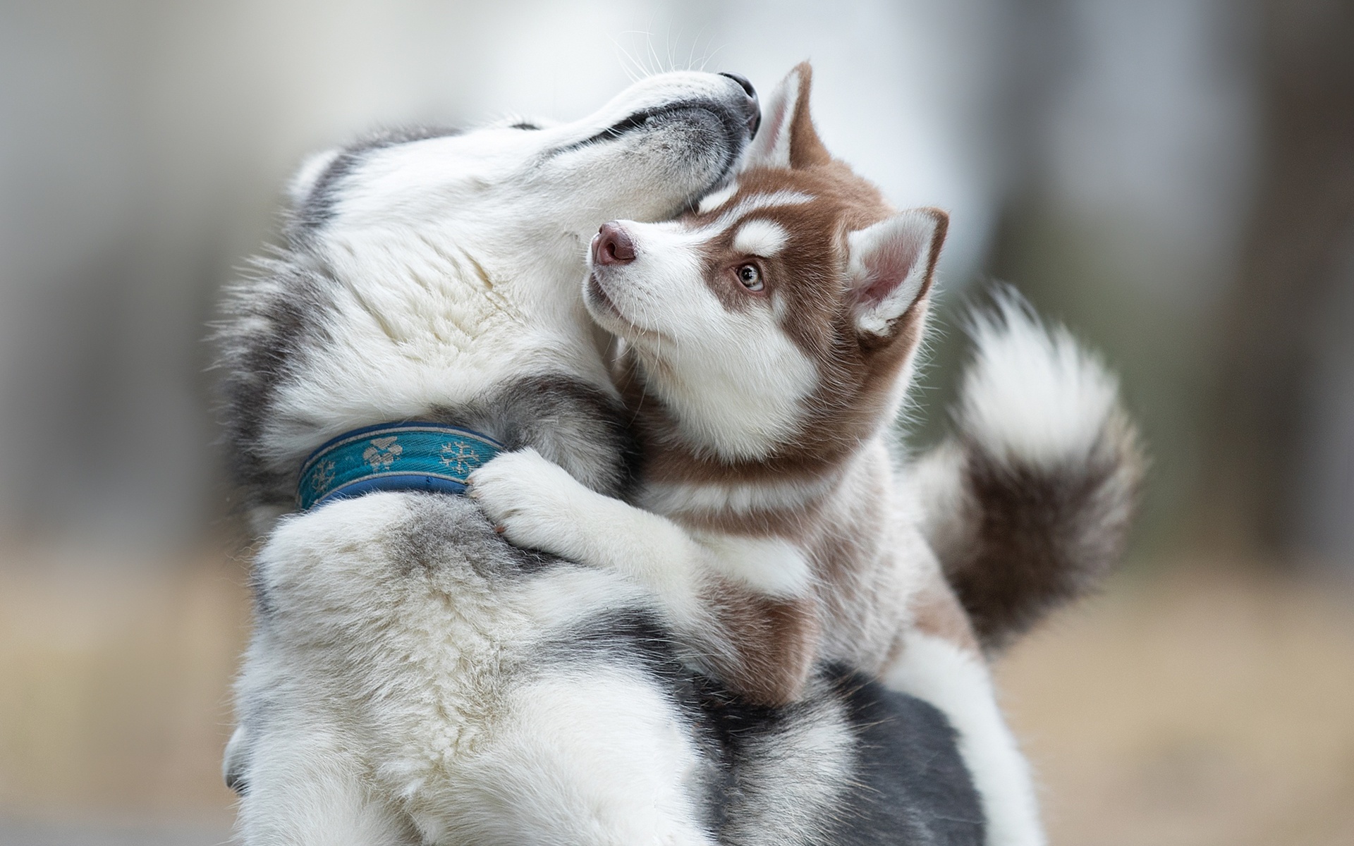 Dogs_Husky_Two_Cute_Hug_526488_1920x1200.jpg